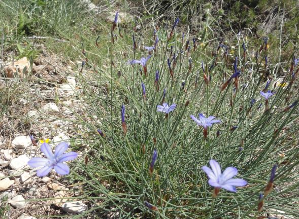Flor morada de la Vall d'Ebo. Foto R.Puig