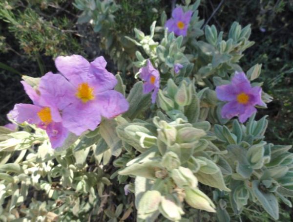 La misma en detalle. Foto R.Puig