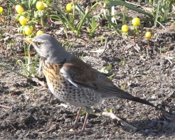 Pero donde se han metido las lombrices. Foto R.Puig