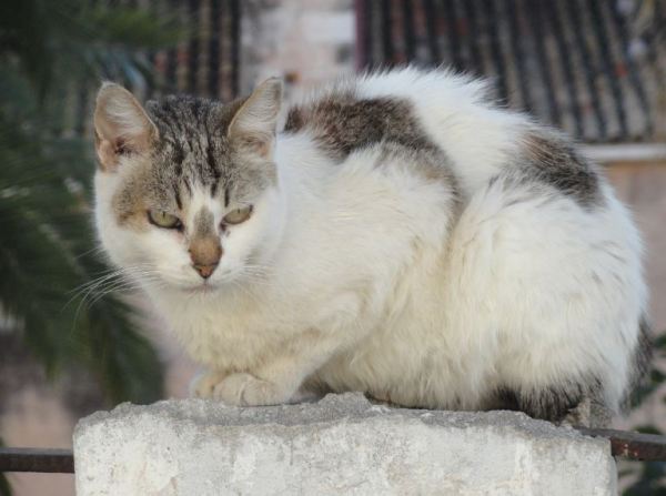 Pues a mi me han echado de casa. Denia. Foto R.Puig