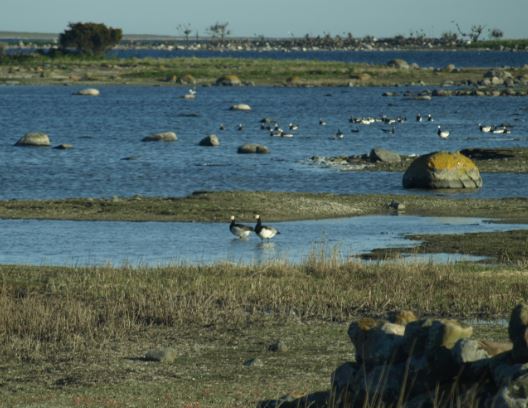 Costa de aves.  Foto R.Puig