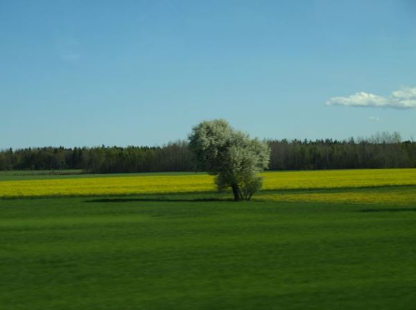 Por el norte de Gotland. Foto R.Puig