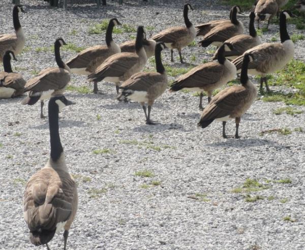 Las ocas de Barbençon . Foto R.Puig