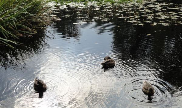 A ritmo de pato. Foto R.Puig