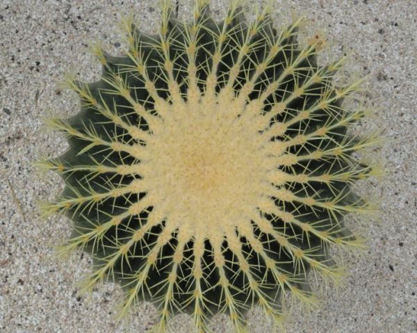 Echinocactus grusonii. Invernaderos de la Casa de las Vacas. Foto R.Puig
