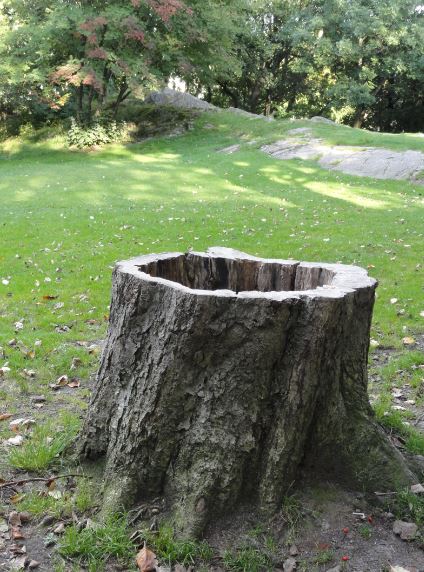 El árbol ausente. Foto R.Puig