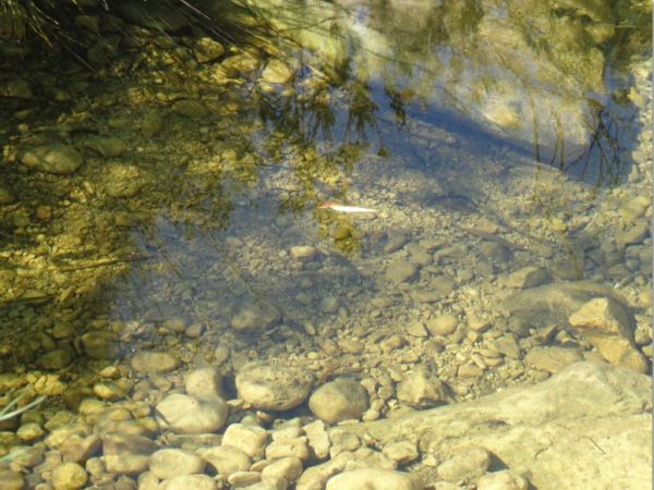 Fondos de un lago del Girona.  Foto R.Puig