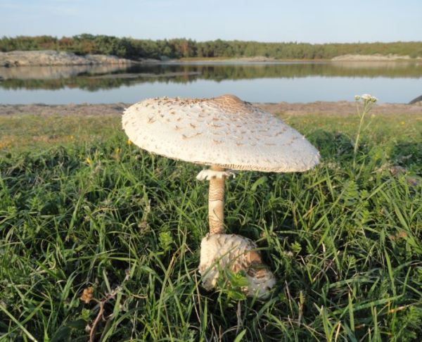 La seta y el mar. Foto R.Puig