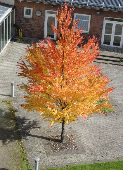 Otoñal. Foto R.Puig