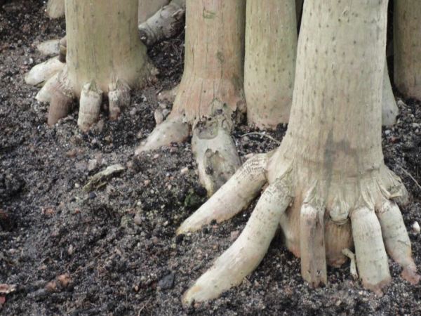Pandanus utilis. Invernaderos de la Casa de las Vacas. Foto R.Puig