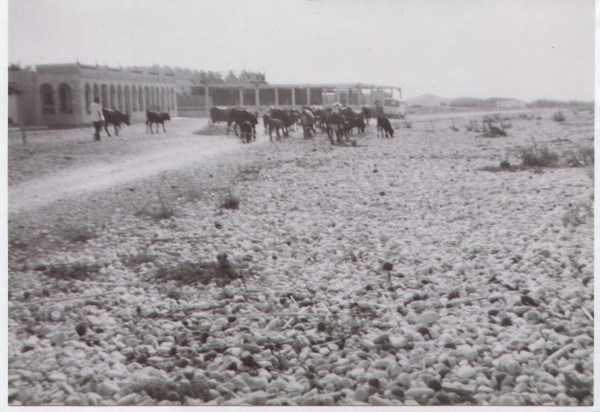 La playa como vía pecuaria en la proximidad del restaurante Llandero. 1961. Cortesía de Pere Cardona