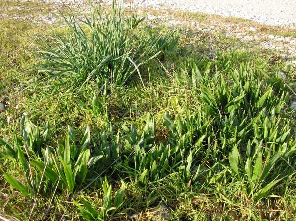 Planta de la Almadraba. Foto Pere Cardona