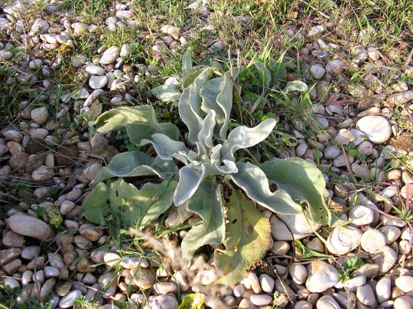 Planta de la Almadraba. Foto Pere Cardona