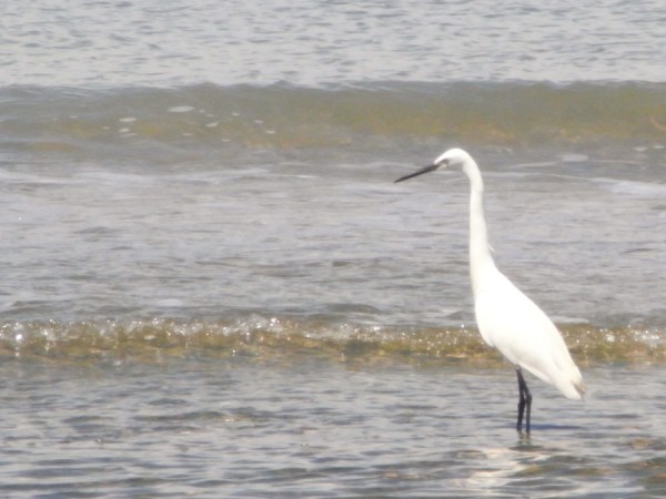Yo también amo esta playa. Foto R.Puig