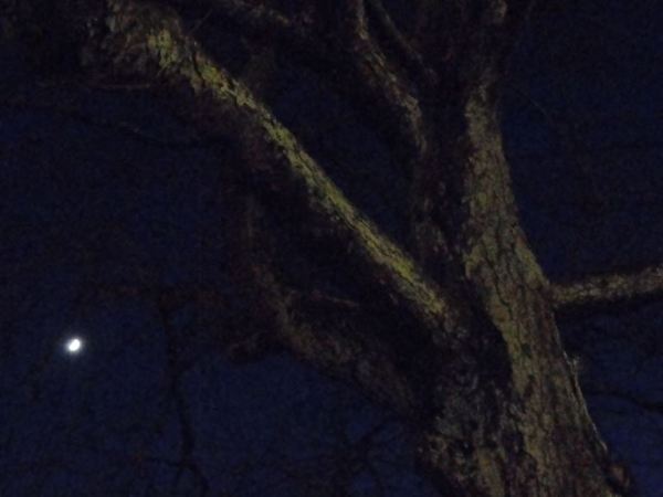 El árbol, el invierno y la luna. Foto R.Puig