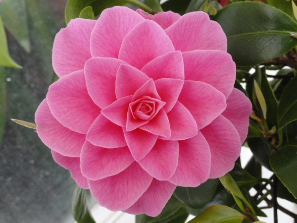 Camelia. Palmhuset. Gotemburgo. Foto R.Puig
