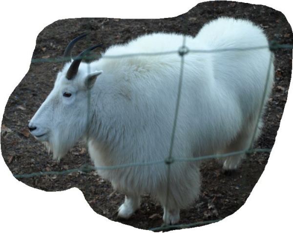 Copo de nieve.  Foto R.Puig