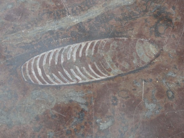 El fósil en el mármol. Palmhuset.  Gotemburgo. Foto R.Puig