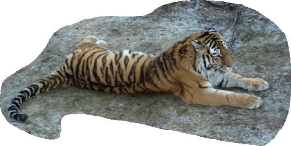 Un dandy aguarda el desayuno. Foto R.Puig