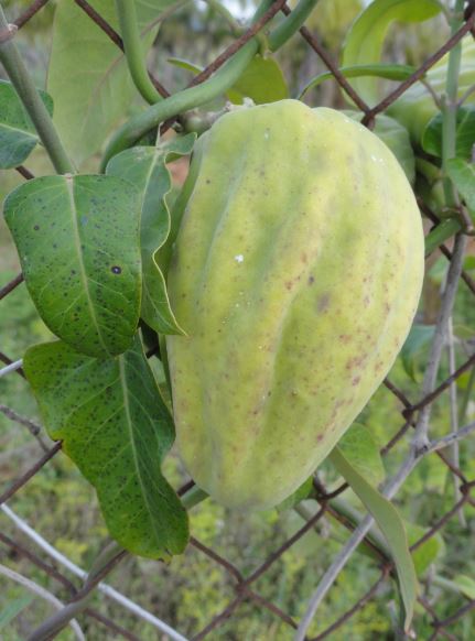 Araujia sericifera de una huerta de Ondara. Foto R.Puig