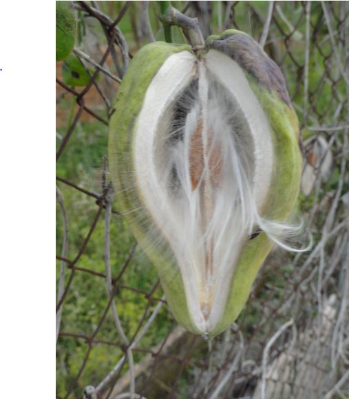 Araujia sericifera de una huerta de Ondara.  Foto R.Puig