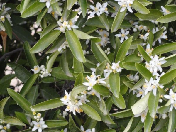 Azahar. La flor del naranjo.   Foto R.Puig