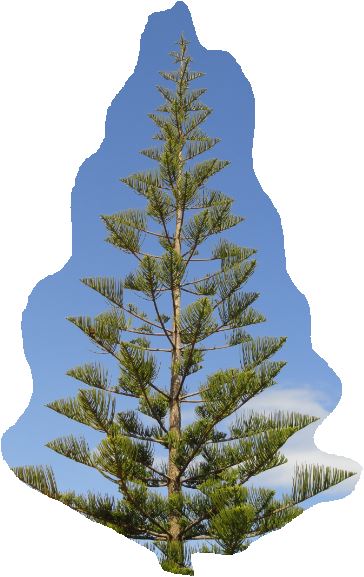 Forma grácil. Els Poblets. Foto R.Puig