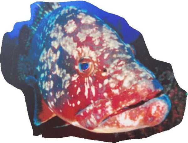 Mero de las aguas de la Reserva del Cabo de San Antonio.