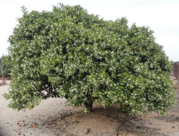 Naranjo en flor. Foto R.Puig
