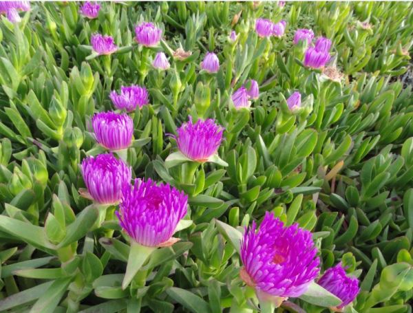 Por las orillas de La Almadraba. Foto R.Puig