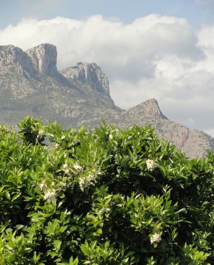 Roquedales del Segaria y la flor de azahar. Foto R.Puig