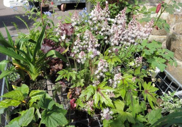 Para el patio de casa.  Foto R.Puig