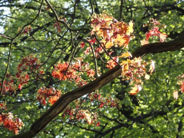 Primicias.  Foto R.Puig