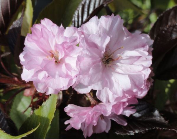 Prunus Subhirtella. Foto R.Puig