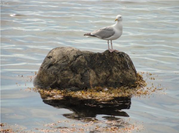 Doña  Gaviota. Foto R.Puig