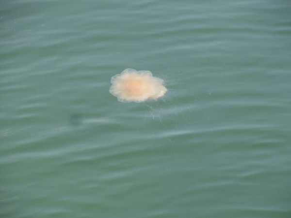 Navegante. Foto R.Puig