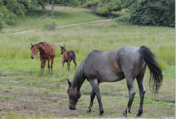 Si llueve pues llueve. Foto R.Puig
