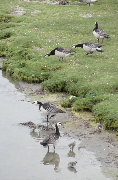 Tiempo de crianza. Foto R.Puig