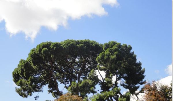 Ut Roma Madrid. Foto R.Puig