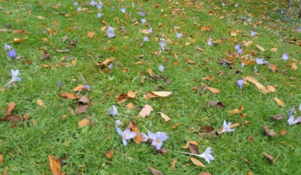 Crocus fuera de temporada. Foto R.Puig