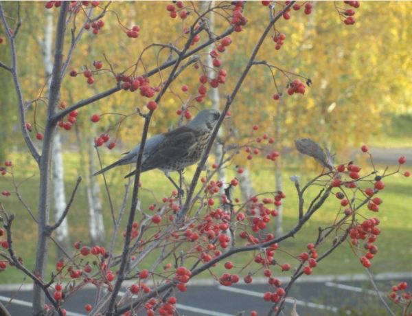 El pájaro en su despensa. Foto R.Puig