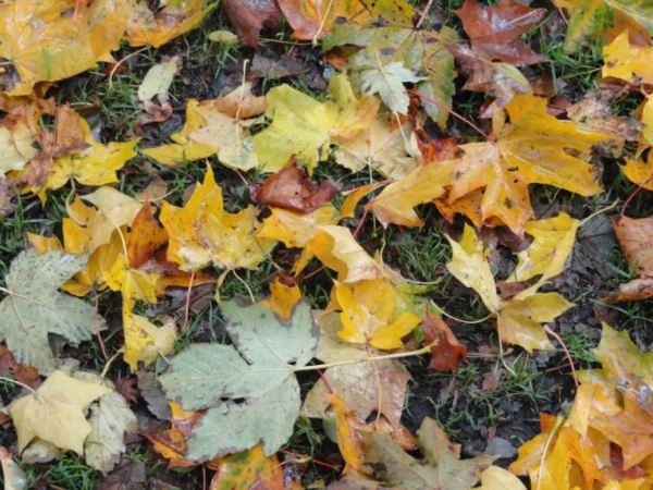 Hojas caidas. Foto R.Puig