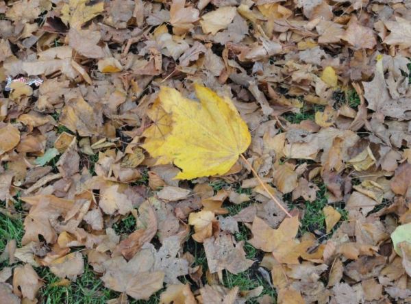 Hojas del arbol caidas.... Foto R.Puig