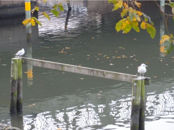 Mutantur saecla animantum. Foto R.Puig