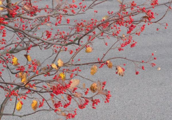 Rojerío. Foto R.Puig