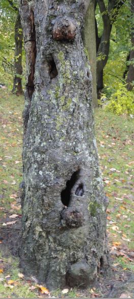 Si pudiese pedía plaza en la residencia de ancianos.Foto R.Puig