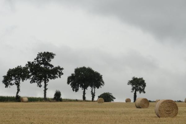 Tras la cosecha en las cercanias de Lassy. Foto R.Puig