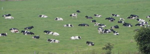 Vacas lecheras normandas. Foto R.Puig