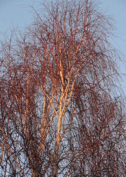 Abedules en noviembre. Foto R.Puig