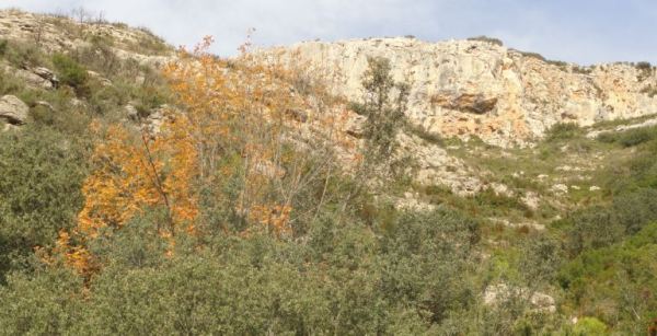 Otoño en la subida al Mondúver. Foto R.Puig.